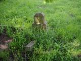 image of grave number 954111